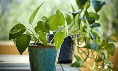 Is it right to install money plant by stealing? Do not make these 5 mistakes, the treasury will be empty