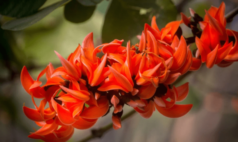 Keep this flower in the vault, it will rain money, it is also very dear to mother Lakshmi