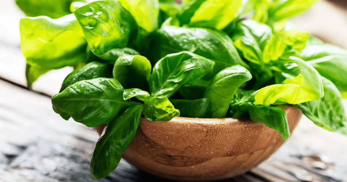 Hidden in sweet basil is the cure for these serious problems