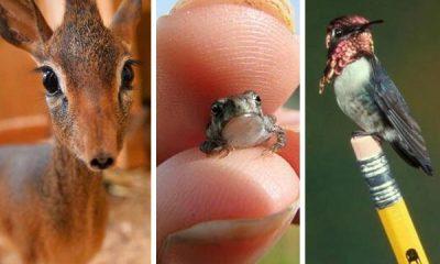 9-of-the-smallest-creatures-of-their-species-require-a-microscope-to-see-their-large-forms-are-scary