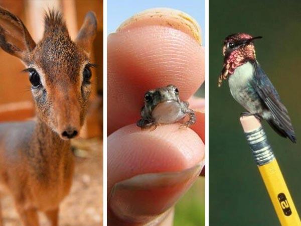 9-of-the-smallest-creatures-of-their-species-require-a-microscope-to-see-their-large-forms-are-scary