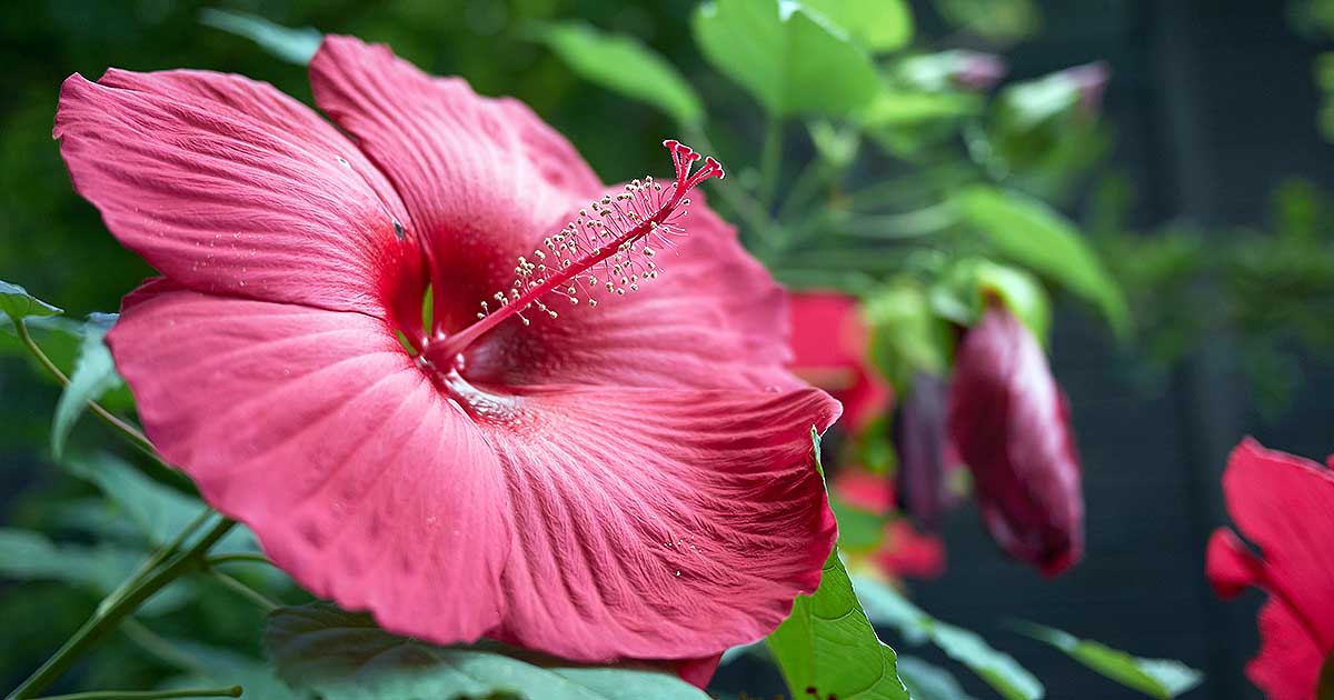 This flower has the power to remove poverty in a few hours, only by planting it in the right direction, you will get wealth