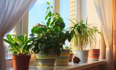 If you want family members to be healthy, plant plants in this direction of the house, know the right rules