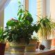 If you want family members to be healthy, plant plants in this direction of the house, know the right rules