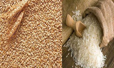Rice and wheat may soon become cheaper, the government took this decision to control prices