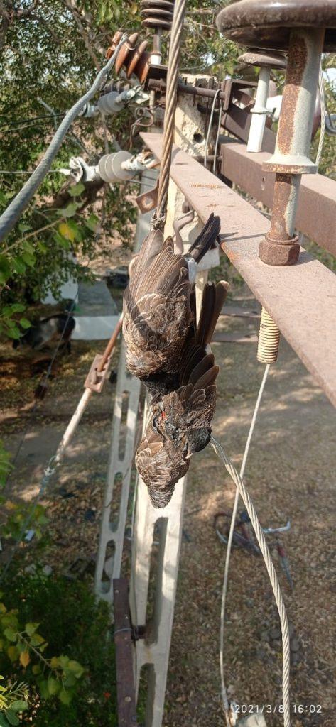 dhavalbhai-rajyaguru-known-as-the-birdman-of-pgvcl-of-sihore