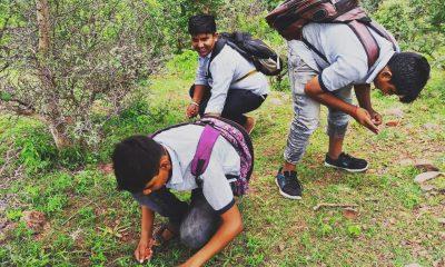 the-students-of-ishwariya-of-sihore-planted-khakhara-seeds-in-the-hilly-area