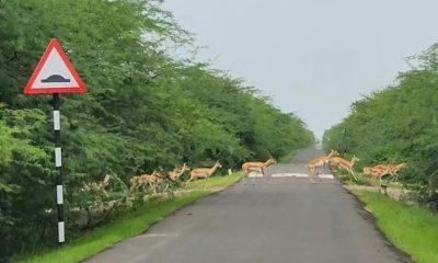 A sight rarely seen in Gujarat: Mesmerizing sightings of antelopes in Bhavnagar