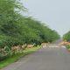 A sight rarely seen in Gujarat: Mesmerizing sightings of antelopes in Bhavnagar