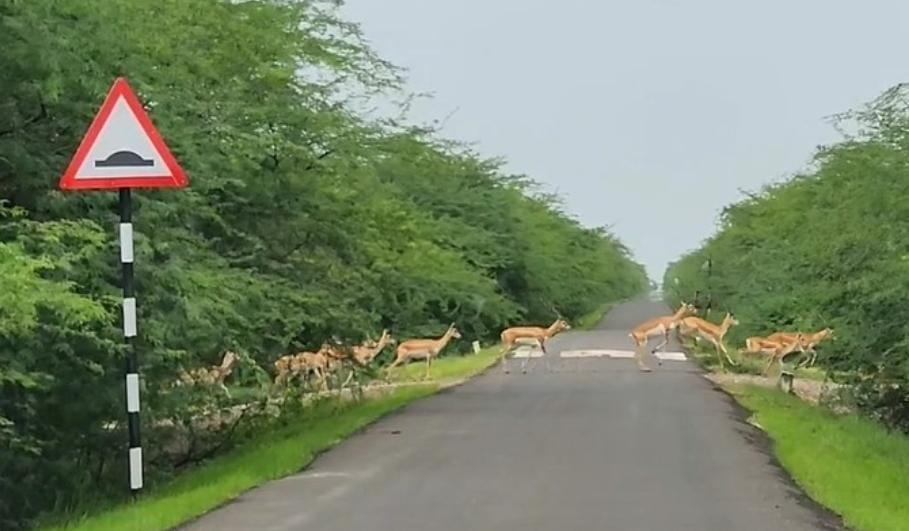 A sight rarely seen in Gujarat: Mesmerizing sightings of antelopes in Bhavnagar