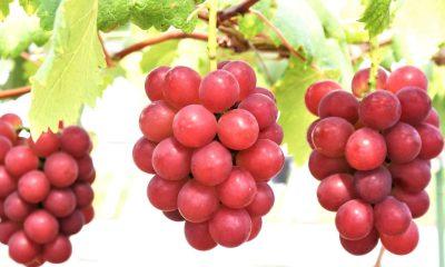 This is the most expensive grape in the world, a bunch is worth 150 grams of gold