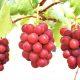 This is the most expensive grape in the world, a bunch is worth 150 grams of gold