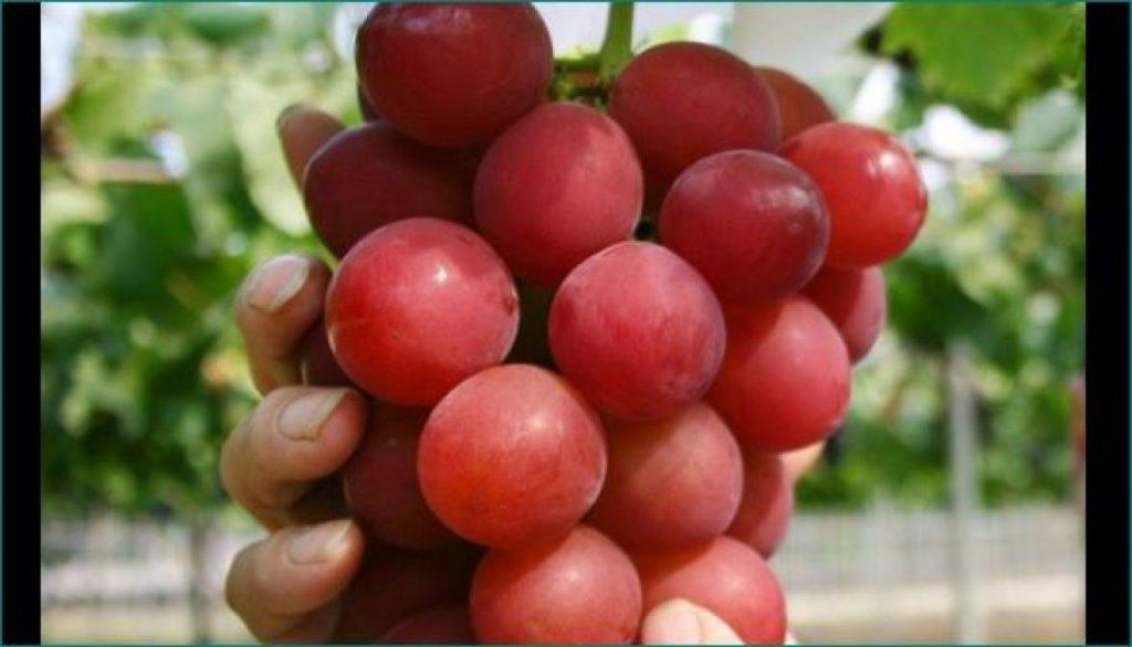 This is the most expensive grape in the world, a bunch is worth 150 grams of gold