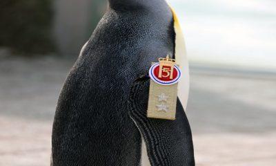 Meet Army Officer Penguin ... a Major General in the Norwegian Army, congratulations are coming from all over the world