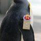 Meet Army Officer Penguin ... a Major General in the Norwegian Army, congratulations are coming from all over the world