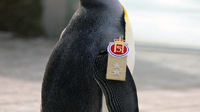 Meet Army Officer Penguin ... a Major General in the Norwegian Army, congratulations are coming from all over the world