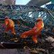 Thane accident death toll rises to 17, PM expresses grief, announces compensation