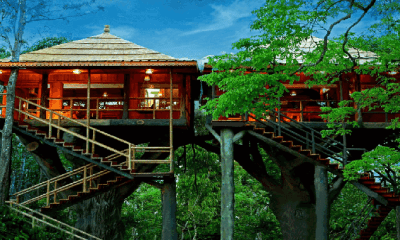 If you want to spend moments of peace in a tree house amidst wildlife, visit this city in Kerala.