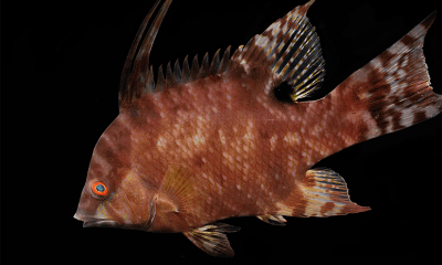 This fish can see with its skin and not with its eyes, defeating predators without a fight