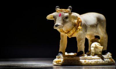 According to Vastu, install a picture or idol of a cow in the house, happiness will increase