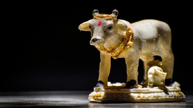 According to Vastu, install a picture or idol of a cow in the house, happiness will increase